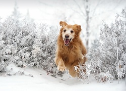 Golden Retriever, Bieg, Śnieg