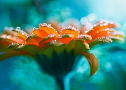 Gerbera, Rosa