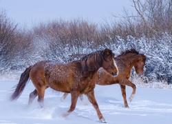 Konie, Galop, Śnieg