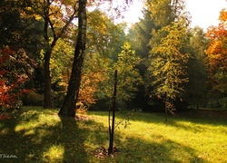 Drzewa, Kolorowe, Jesienne, Liście, Jesień
