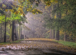 Park, Ławka, Liście, Przebijające, Światło, Mgła, Jesień