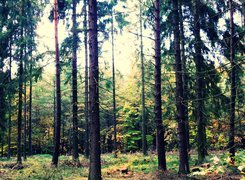 Las, Polana, Błysk, Światła