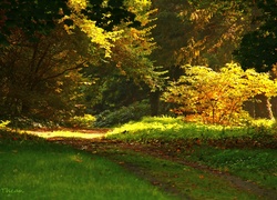 Ścieżka, Ogród, Drzewa, Jesień