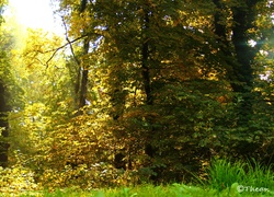 Ogród, Drzewa, Trawa, Jesień