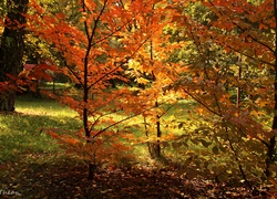 Drzewa, Jesień, Kolorowe, Czerwone, Liście