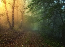 Las, Mgła, Liście, Światło, Jesień