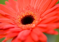 Czerwona, Gerbera