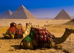 Egipt, Piramidy, Wielbłądy
