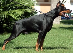 Doberman