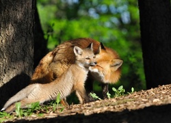 Lisy, Rodzina