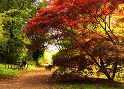 Klon Palmowy, Liście, Czerwone, Ścieżka, Park, Jesień