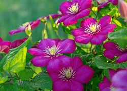 Kwiaty, Clematis