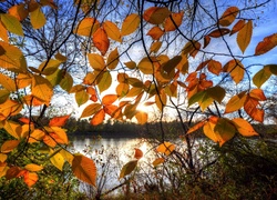 Jezioro, Jesienne, Liście