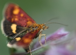 Żółto, Czarno, Bordowy, Motyl