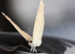 Kremowo, Biały, Motyl