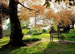 Jesień, Park, Ławeczka