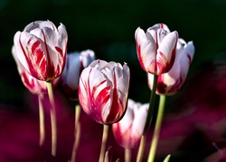 Tulipany, Biało, Czerwone