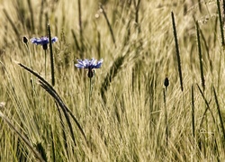 Niebieskie, Chabry, Kłosy, Żyta