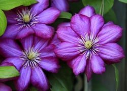 Kwiaty, Clematis