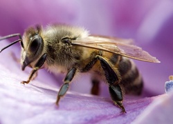 Pszczoła, Płatek, Kwiatu
