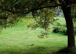 Park, Trawa, Drzewo