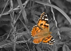 Piękny, Motyl, Trawy, Las