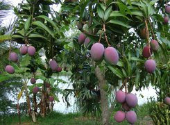 Mango, Indyjskie