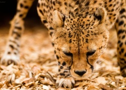 Gepard