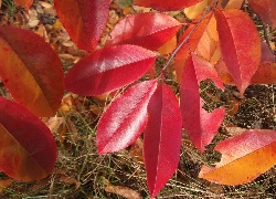 Barwy, Jesieni