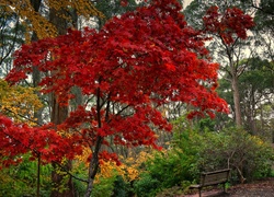 Park, Ławka, Jesień