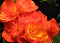 Begonia