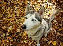 Siedzący, Husky, Jesienne, Liście