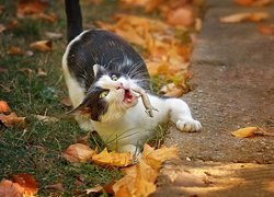 Kot, Jesień, Liście