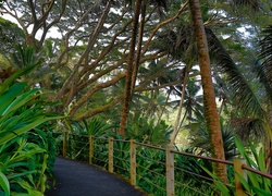 Tropikalny, Ogród Botaniczny, Deptak, Hawaje