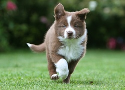 Border, Collie, Park