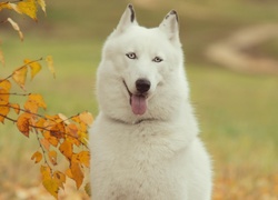 Siberian husky, Drzewo, Jesień