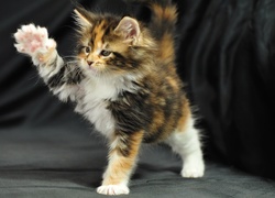 Maine Coon, Łapki