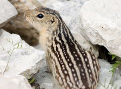 Chipmunk, Kamienie