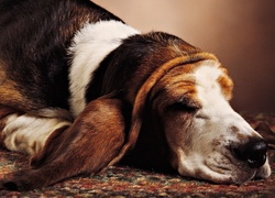 Basset