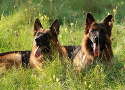 Dwa, Owczarki, Niemieckie