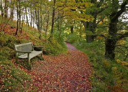 Góra, Ścieżka, Ławka, Jesień, Park