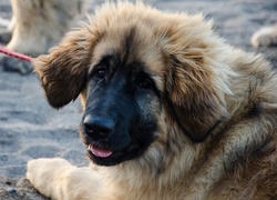 Szczeniak, Smycz, Leonberger