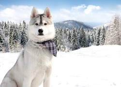 Husky, Chustka, Śnieg, Świerki