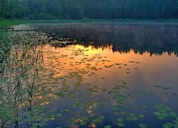 Jezioro, Las, Trawy, Liście, Zachód, Słońca, Odbicie