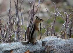 Chipmunk, Wiewiórka, Ziemna, Gałązki