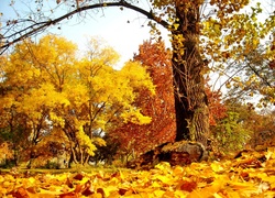 Park, Kolorowe, Drzewa, Liście, Jesień