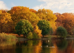 Jezioro, Kaczki, Park, Jesień