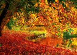 Rzeka, Drzewa, Liście, Jesień