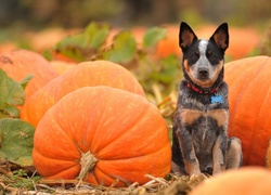 Australian Cattle Dog, Dynie