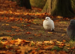 Biały, Gołąb, Suche, Liście